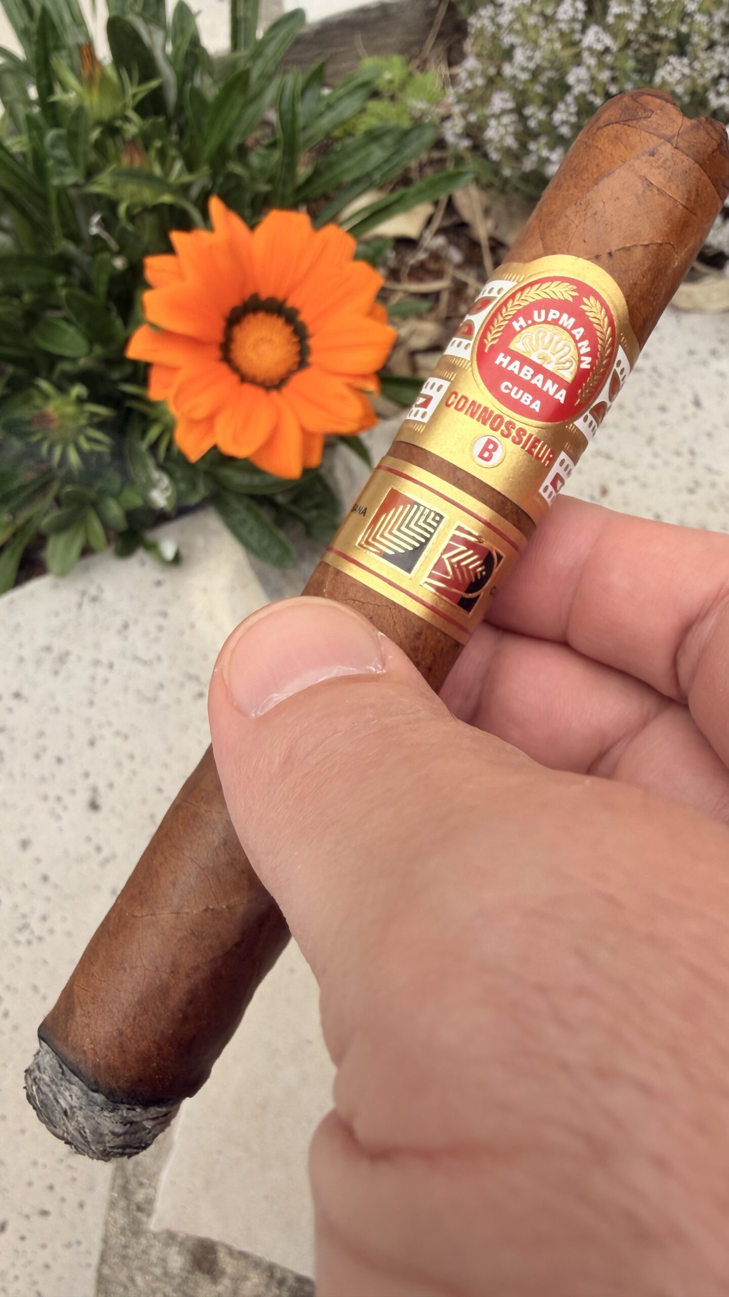 H. Upmann – Connoisseur B